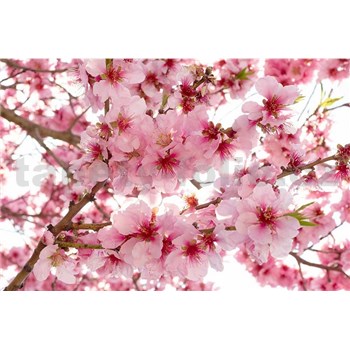 Vliesové fototapety jabloňové kvety rozmer 375 cm x 250 cm