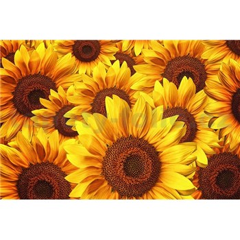 Vliesové fototapety kvety slnečníc rozmer 375 cm x 250 cm