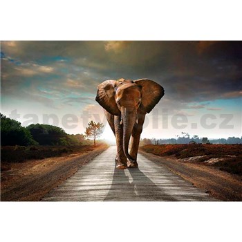 Vliesové fototapety slon rozmer 375 cm x 250 cm