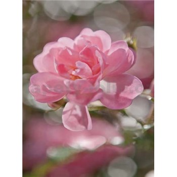 Fototapeta ružové okvetia, rozmer 184 x 254 cm