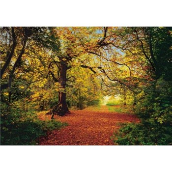 Fototapeta Autumn Forest, rozmer 388 x 270 cm