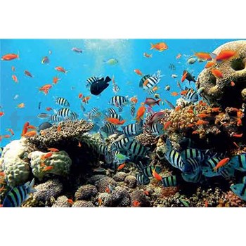 Fototapety koralový útes, rozmer 368 cm x 254 cm