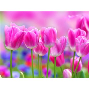 Vliesové fototapety tulipány rozmer 312 cm x 219 cm
