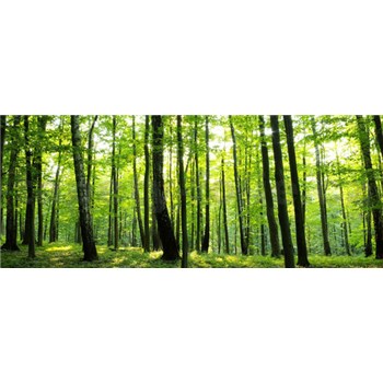 Vliesové fototapety les, rozmer 250 x 104 cm