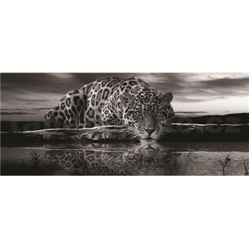 Vliesové fototapety jaguár čiernobiely, rozmer 250 x 104 cm