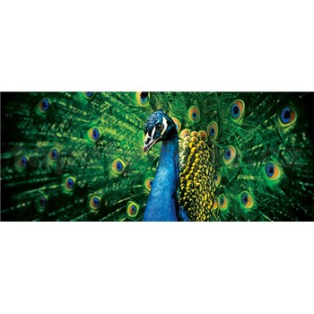 Vliesové fototapety páv, rozmer 250 x 104 cm