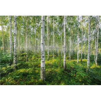 Fototapety brezový les rozmer 368 cm x 254 cm