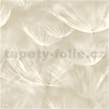 Vliesové tapety na stenu IMPOL púpavy krémovo biele