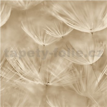 Vliesové tapety na stenu IMPOL púpavy béžové