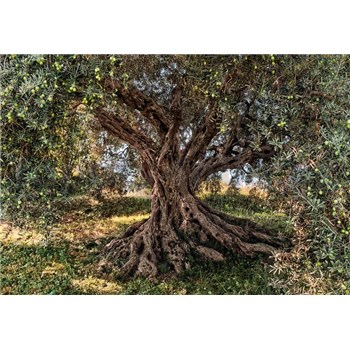Fototapety Olivový strom, rozmer 368 x 254 cm