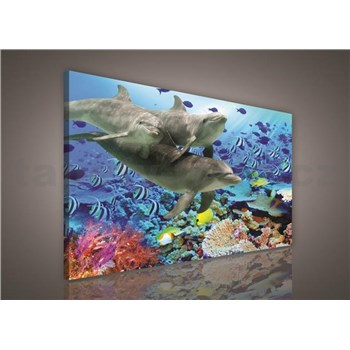Obraz na stenu delfíny 100 x 75 cm