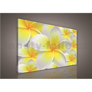 Obraz na stenu žlté kvety Plumeria 75 x 100 cm