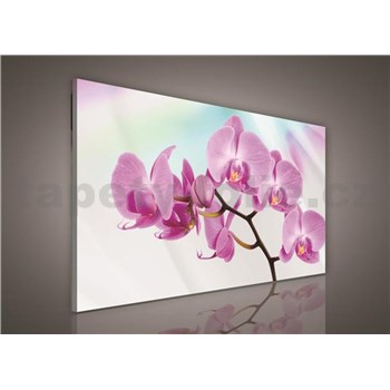 Obraz na stenu orchidea 100 x 75 cm