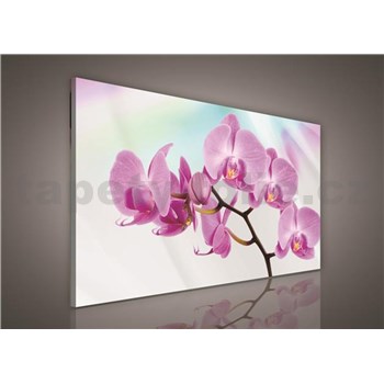 Obraz na stenu orchidea 75 x 100 cm
