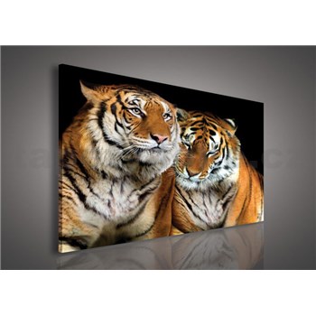 Obraz na stenu tigre 100 x 75 cm