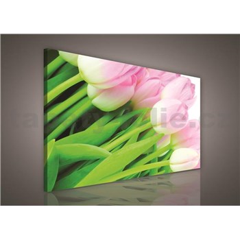 Obraz na stenu ružové tulipány 75 x 100 cm