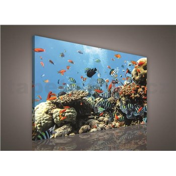 Obraz na stenu vodný svet 75 x 100 cm
