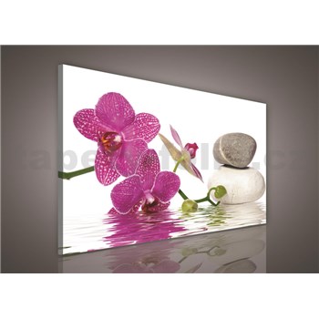 Obraz na stenu orchidea 75 x 100 cm