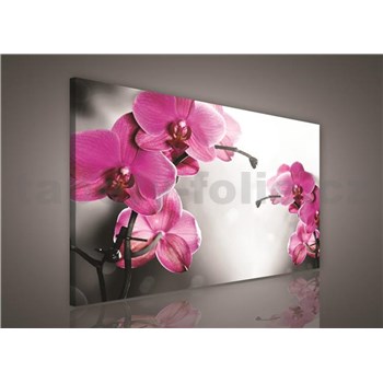 Obraz na stenu orchidea ružová 75 x 100 cm