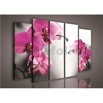 Obraz na plátne orchidea 150 x 100 cm