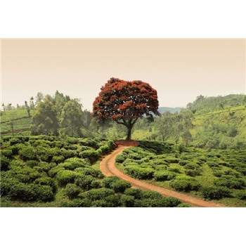 Fototapety červený strom na Srí Lanke rozmer 368 x 254 cm - POSLEDNÉ KUSY