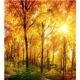 Vliesové fototapety slnečný svit v lese rozmer 225 cm x 250 cm