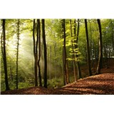 Vliesové fototapety les rozmer 375 cm x 250 cm - POSLEDNÉ KUSY