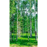 Vliesové fototapety brezy rozmer 150 cm x 250 cm