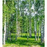 Vliesové fototapety brezy rozmer 225 cm x 250 cm