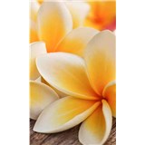 Vliesové fototapety plumeria rozmer 150 cm x 250 cm