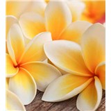 Vliesové fototapety plumeria rozmer 225 cm x 250 cm