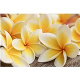 Vliesové fototapety plumeria rozmer 375 cm x 250 cm