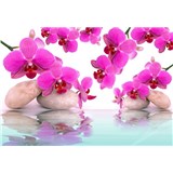 Vliesové fototapety orchidey ružové, rozmer 312 x 219 cm