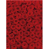 Fototapeta červené ruže, rozmer 183 x 254 cm - POSLEDNÝ KUS