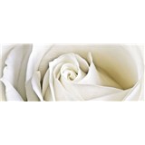 Vliesové fototapety biela ruža, rozmer 250 x 104 cm