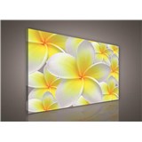 Obraz na stenu žlté kvety Plumeria 75 x 100 cm