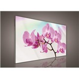 Obraz na stenu orchidea 100 x 75 cm