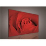 Obraz na stenu červená ruža 100 x 75 cm