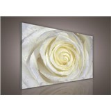 Obraz na stenu biela ruža 100 x 75 cm