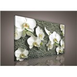 Obraz na stenu biela orchidea na kameni 100 x 75 cm