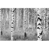 Vliesové fototapety brezy, rozmer 368 cm x 248 cm