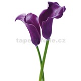 Fototapety Purple Calla Lilies, rozmer 115 x 175 cm - POSLEDNÉ KUSY