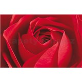 Fototapety Limportant ciest la Rose, rozmer 175 x 115 cm - POSLEDNÉ KUSY