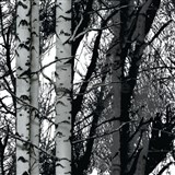 Samolepiace tapety d-c-fix - stromy brezy 45 cm x 15 m