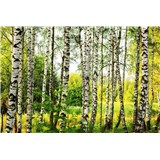 Vliesové fototapety brezový les rozmer 375 cm x 250 cm