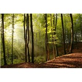 Vliesové fototapety les rozmer 375 cm x 250 cm
