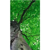 Vliesové fototapety koruny stromov rozmer 150 cm x 250 cm