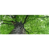 Vliesové fototapety koruny stromov rozmer 375 cm x 150 cm - POSLEDNÉ KUSY