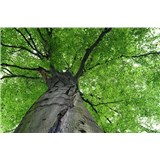 Vliesové fototapety koruny stromov rozmer 375 cm x 250 cm