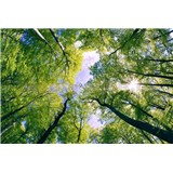 Vliesové fototapety stromy rozmer 375 cm x 250 cm